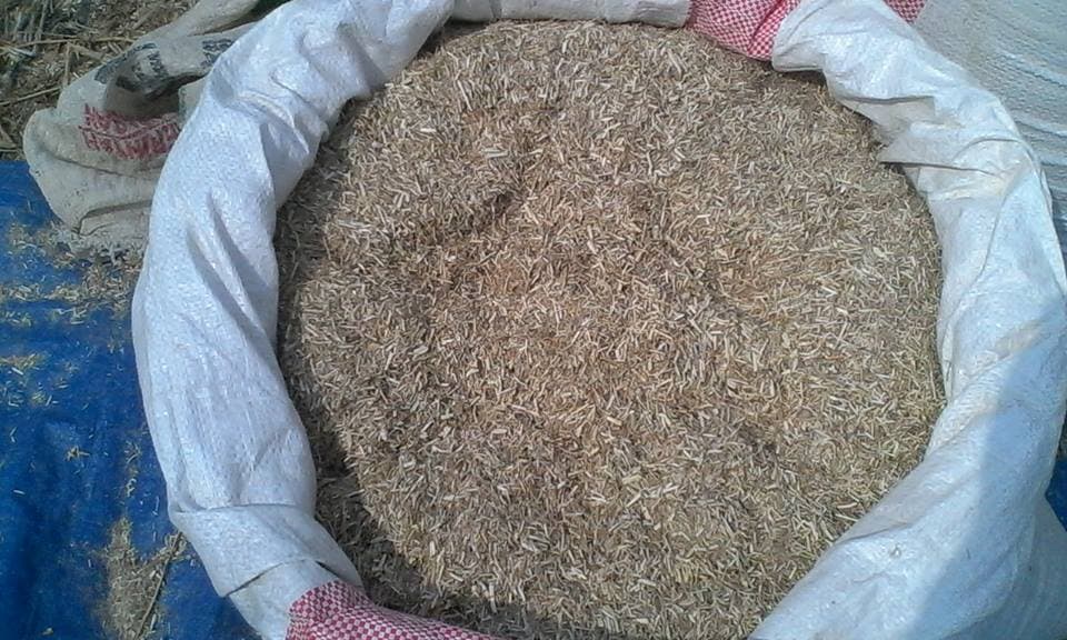 Pakan Fermentasi