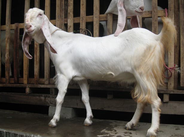 Kambing Etawa