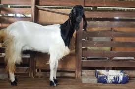 Kambing PE